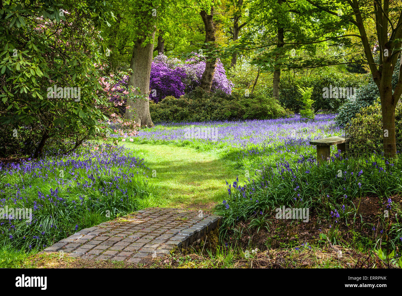 Rhododendren und Glockenblumen in den Wäldern des Weingutes Bowood in Wiltshire. Stockfoto
