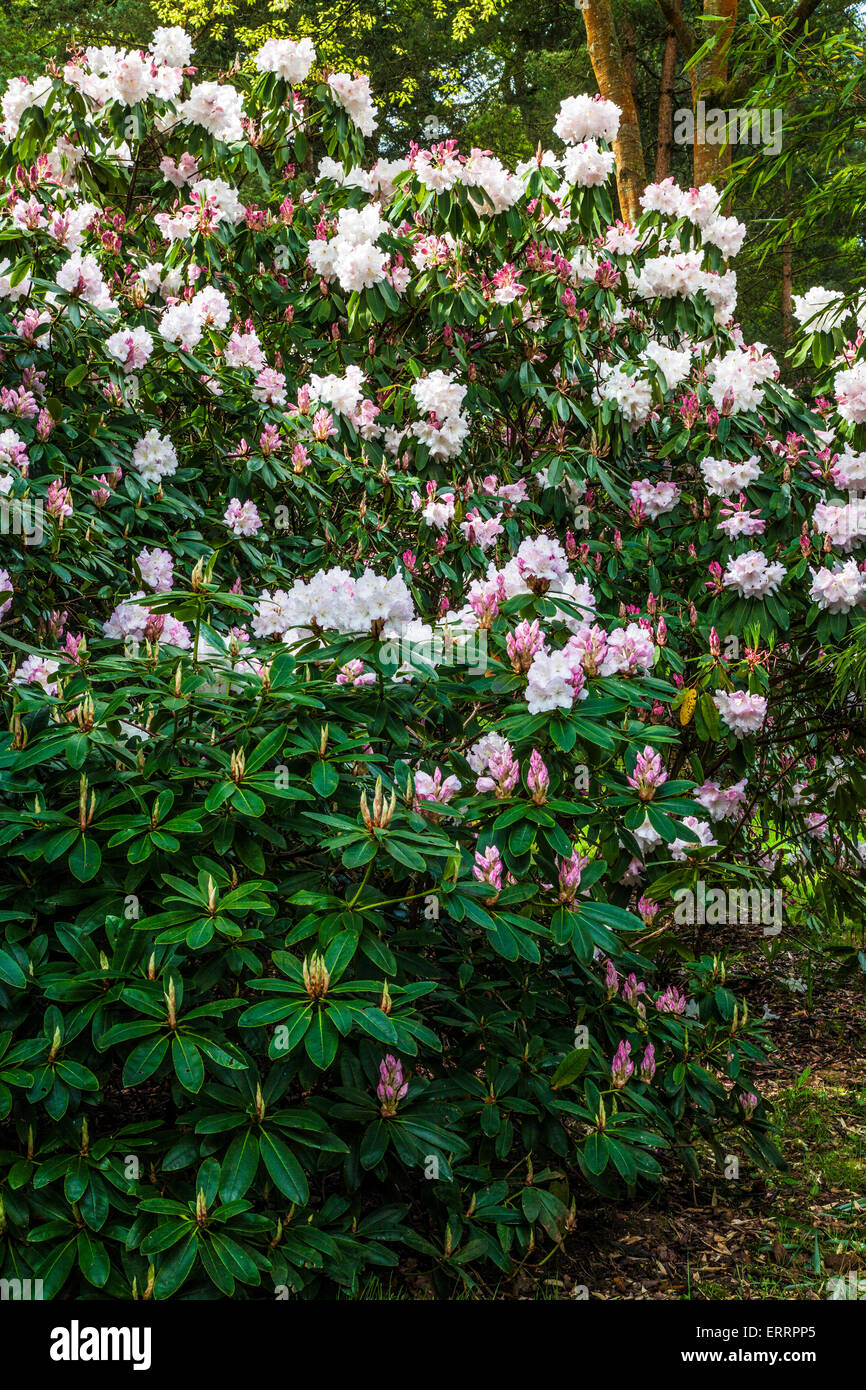 Rhododendron in den Wäldern des Weingutes Bowood in Wiltshire. Stockfoto