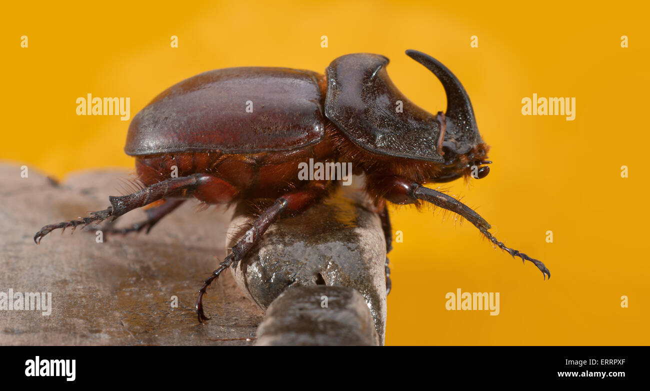 Käfer Nashorn. ( Oryctes nasicornis)Europa. Ukraine. Region Charkow Stockfoto