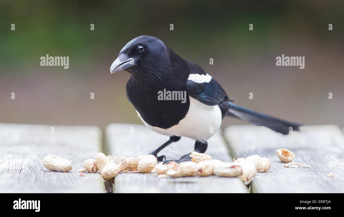 Europäische Elster (Pica Pica) Fütterung auf Erdnüsse Stockfoto