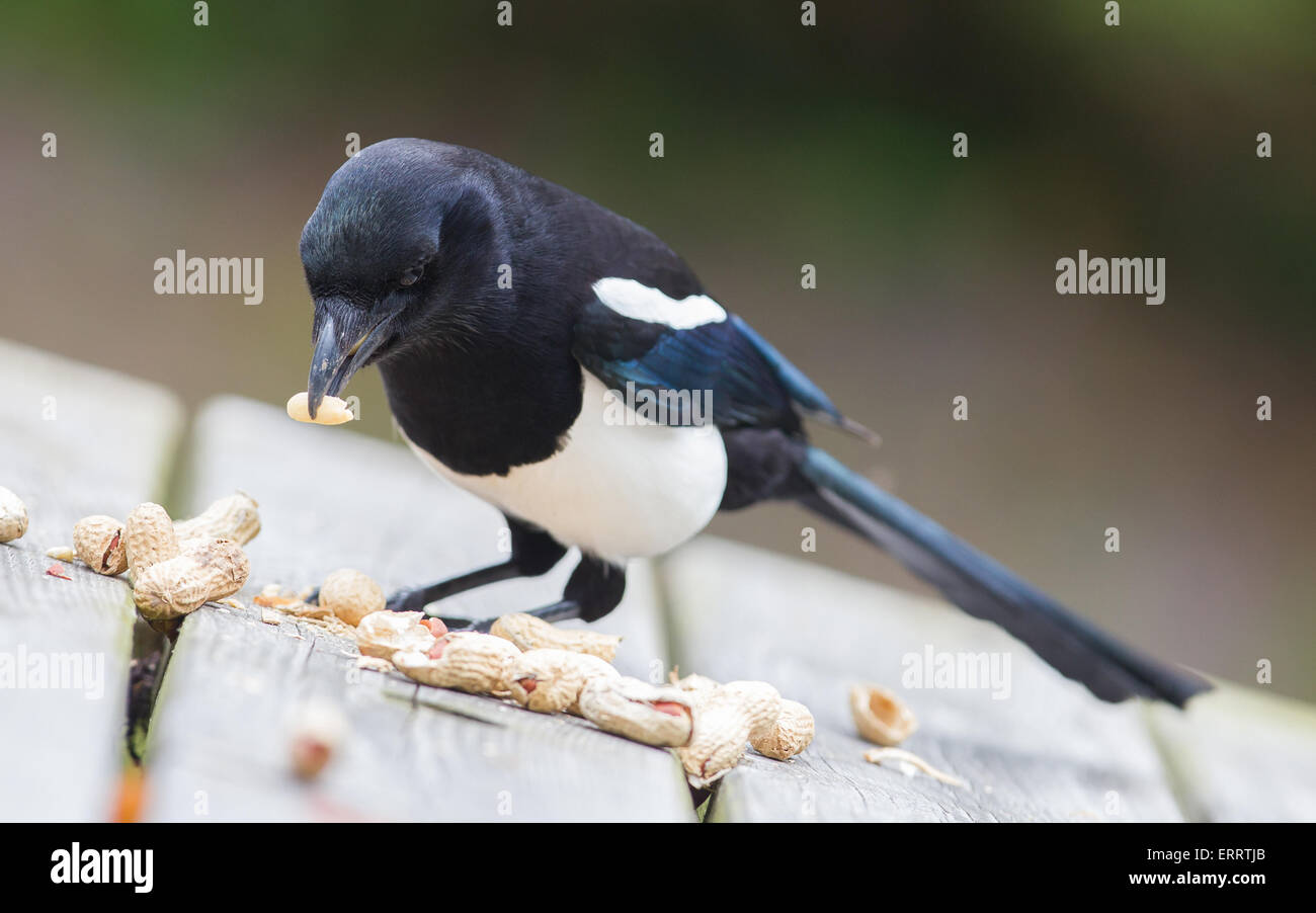 Europäische Elster (Pica Pica) Fütterung auf Erdnüsse Stockfoto