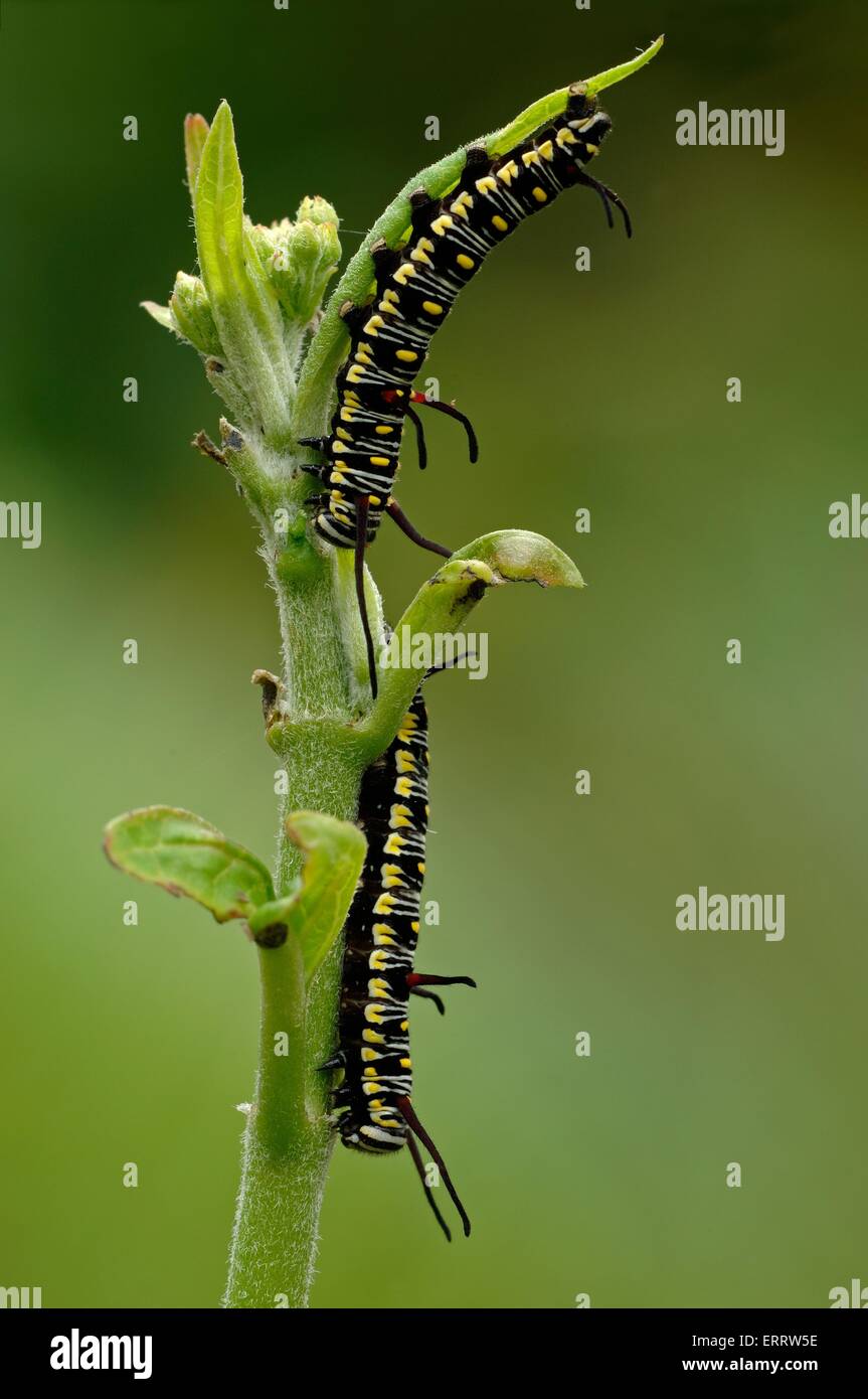 Maden Insect Raupe mit maden -Fotos und -Bildmaterial in hoher Auflösung – Alamy