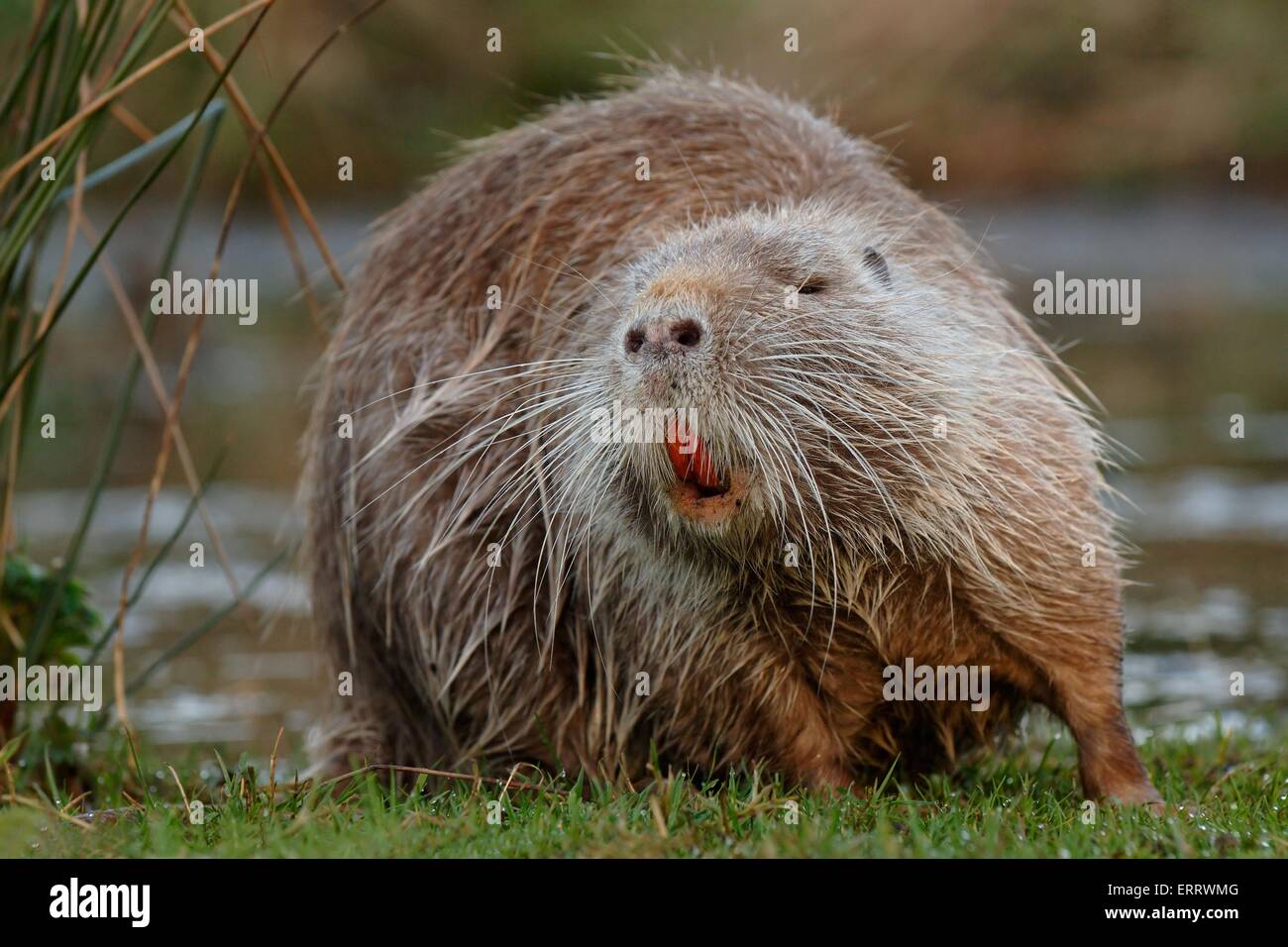 Nutria Stockfoto