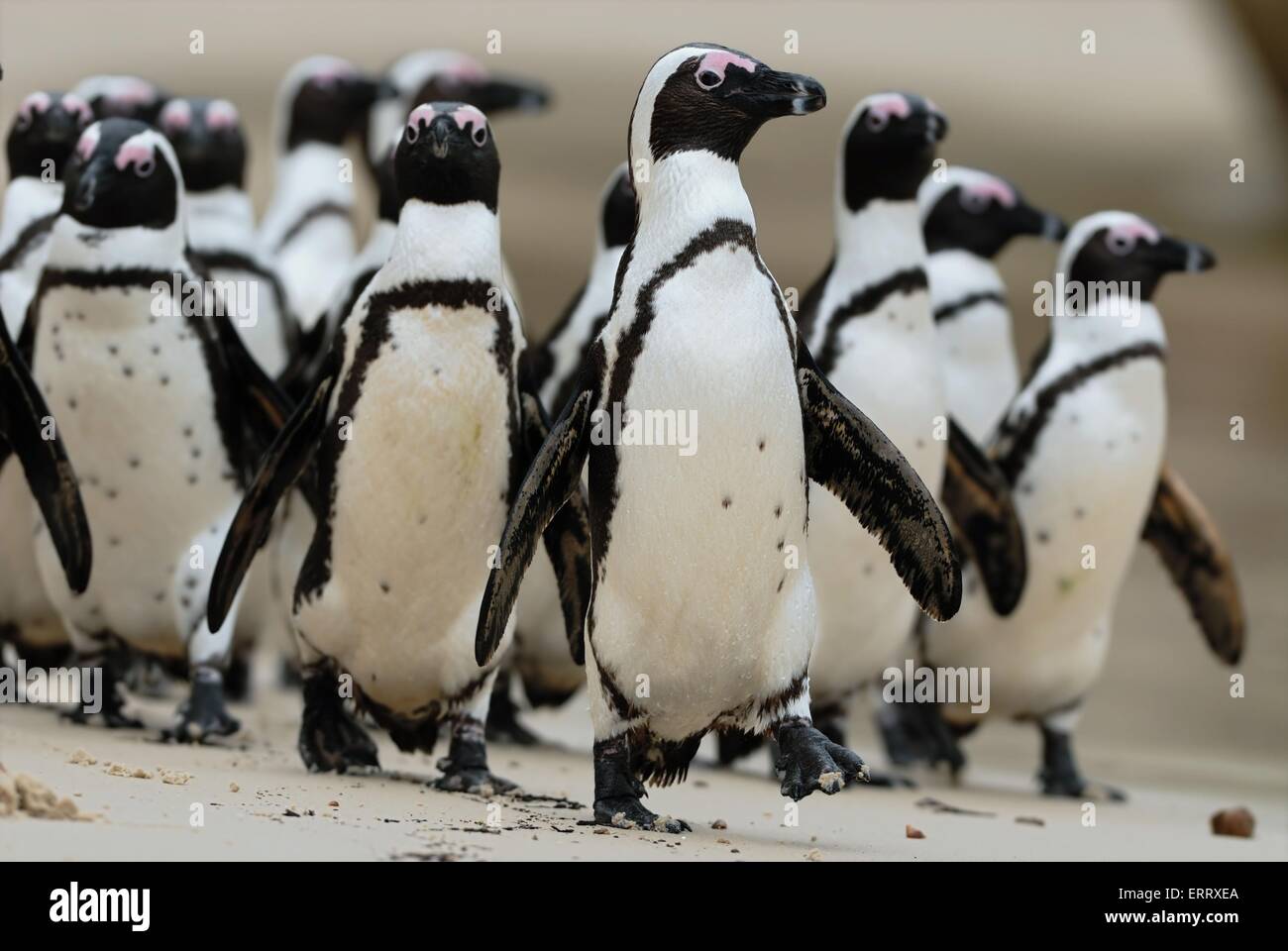 Afrikanische Pinguin Stockfoto