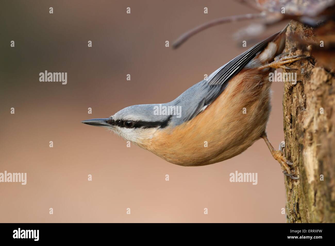 Eurasischen Kleiber Stockfoto