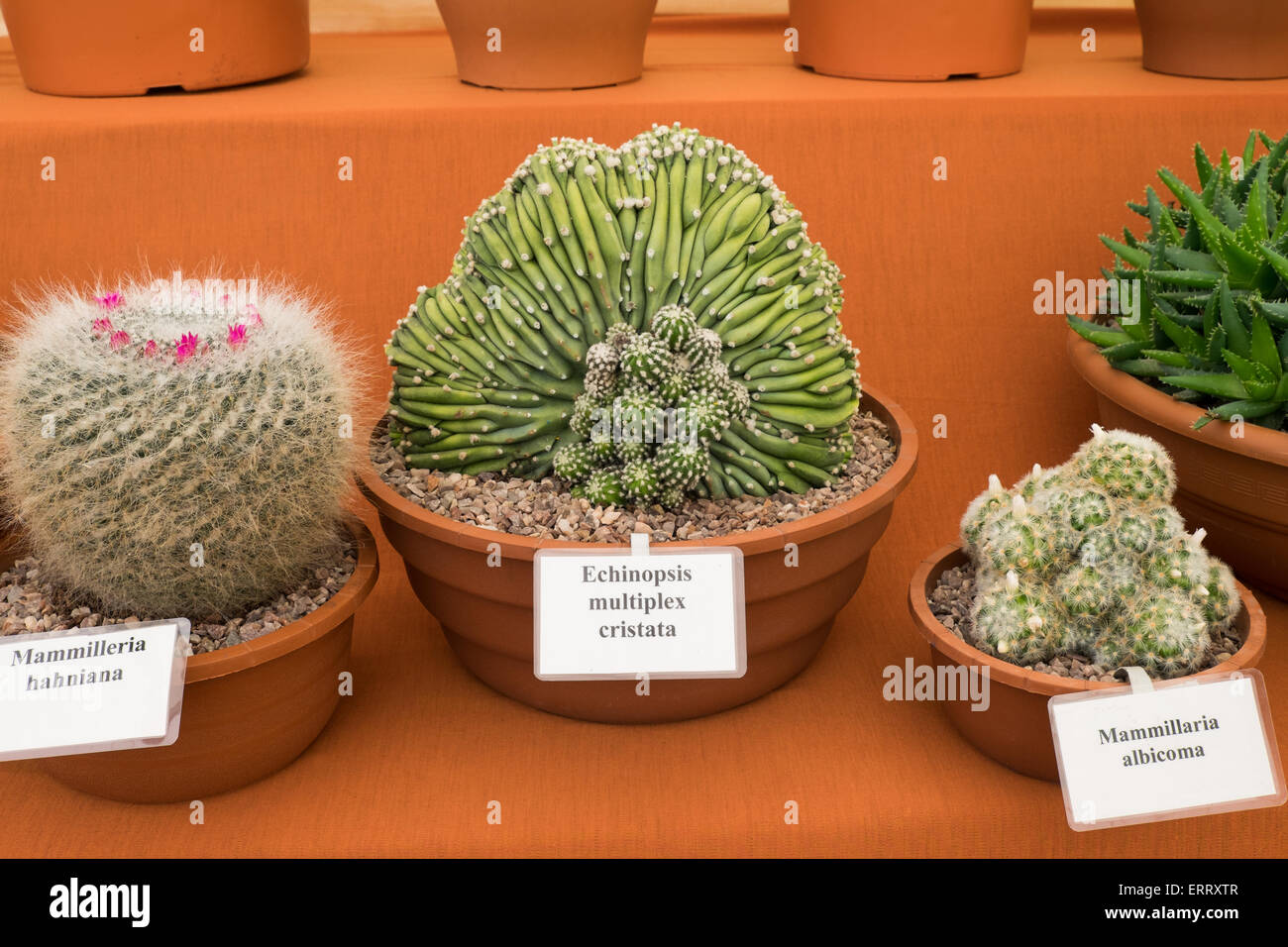Anzeige der Kaktus auf eine Gartenschau Stockfoto