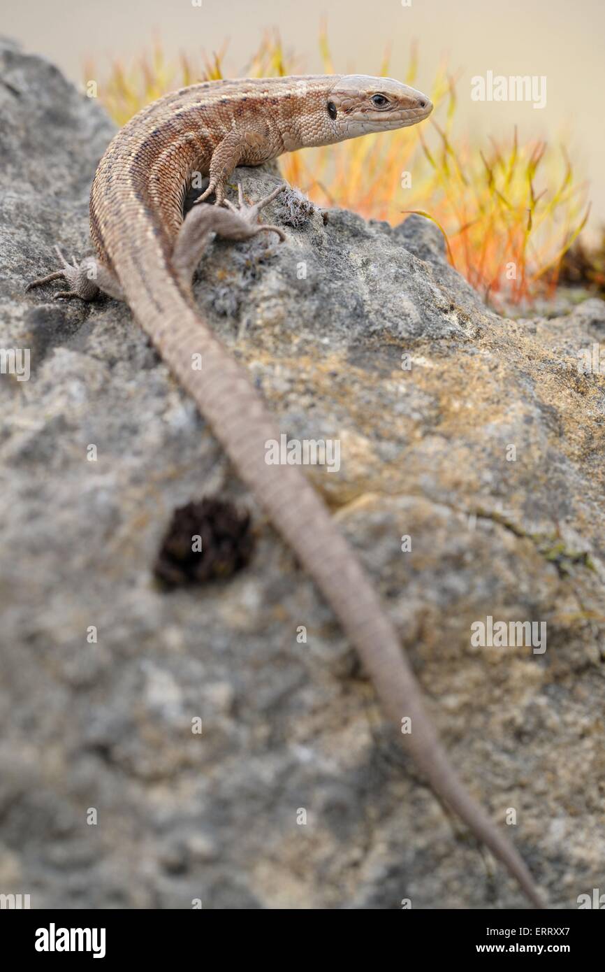 Eidechse Stockfoto