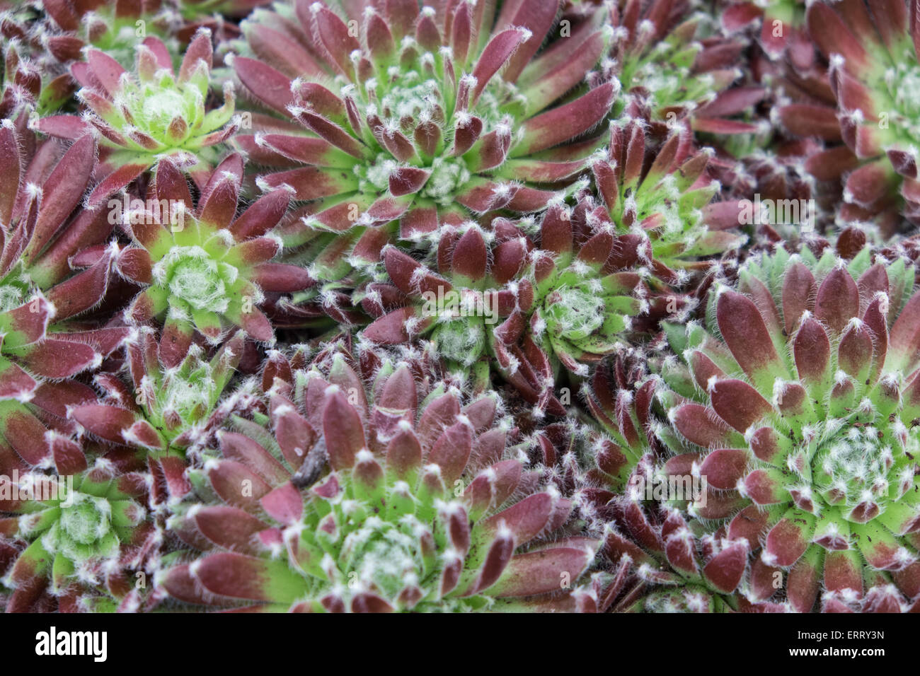 Succulent Plant Rock Garden Ground Cover Stockfotos Succulent