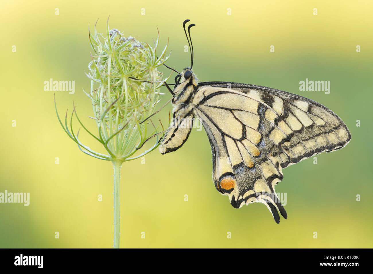 Swallow-Tail Schmetterling Stockfoto