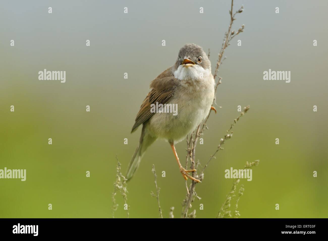 gemeinsame größere whitethroat Stockfoto