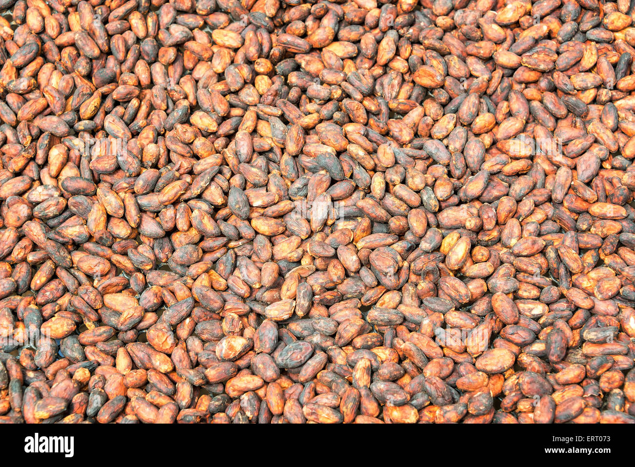 Nahaufnahme Bild von Kakaobohnen trocknen in Mindo, Ecuador Stockfoto