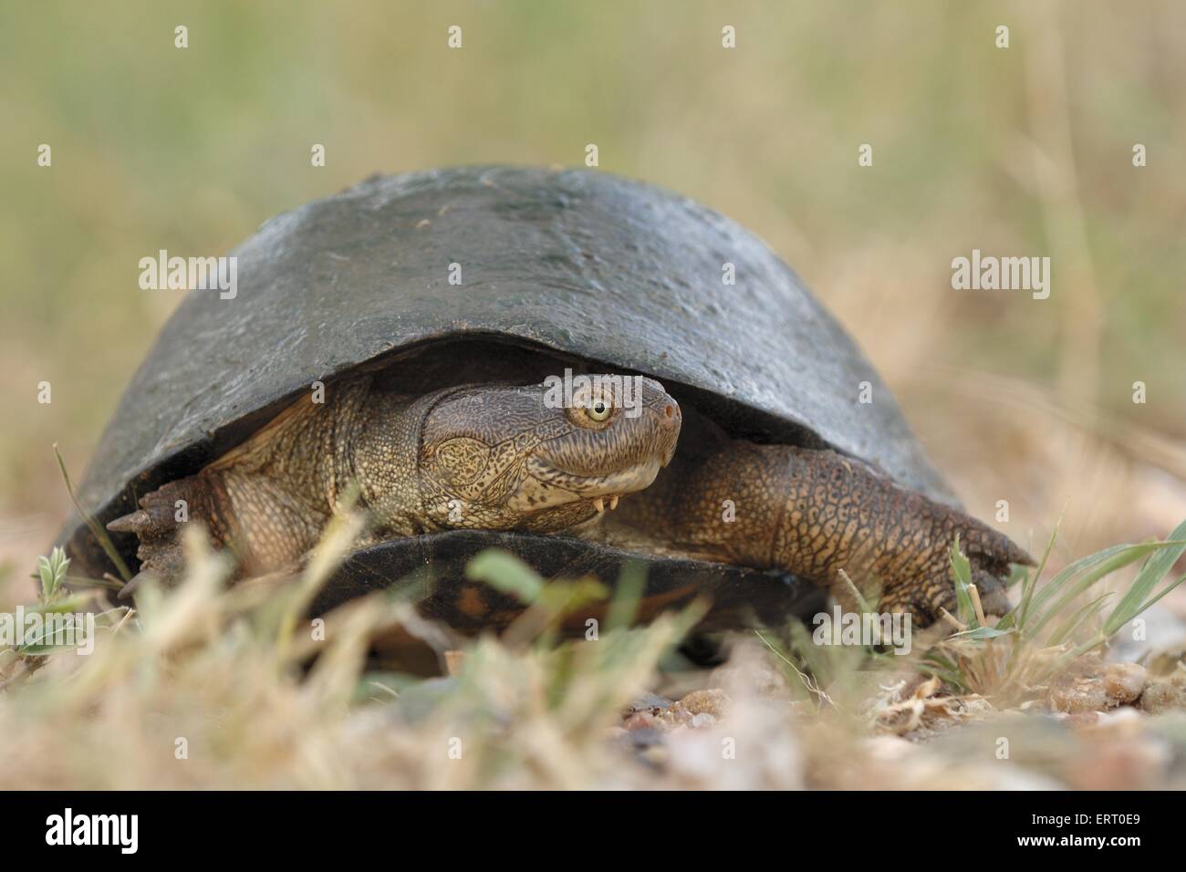 Afrikanische Seitenhalsschildkrote Stockfotos Und Bilder Kaufen Alamy