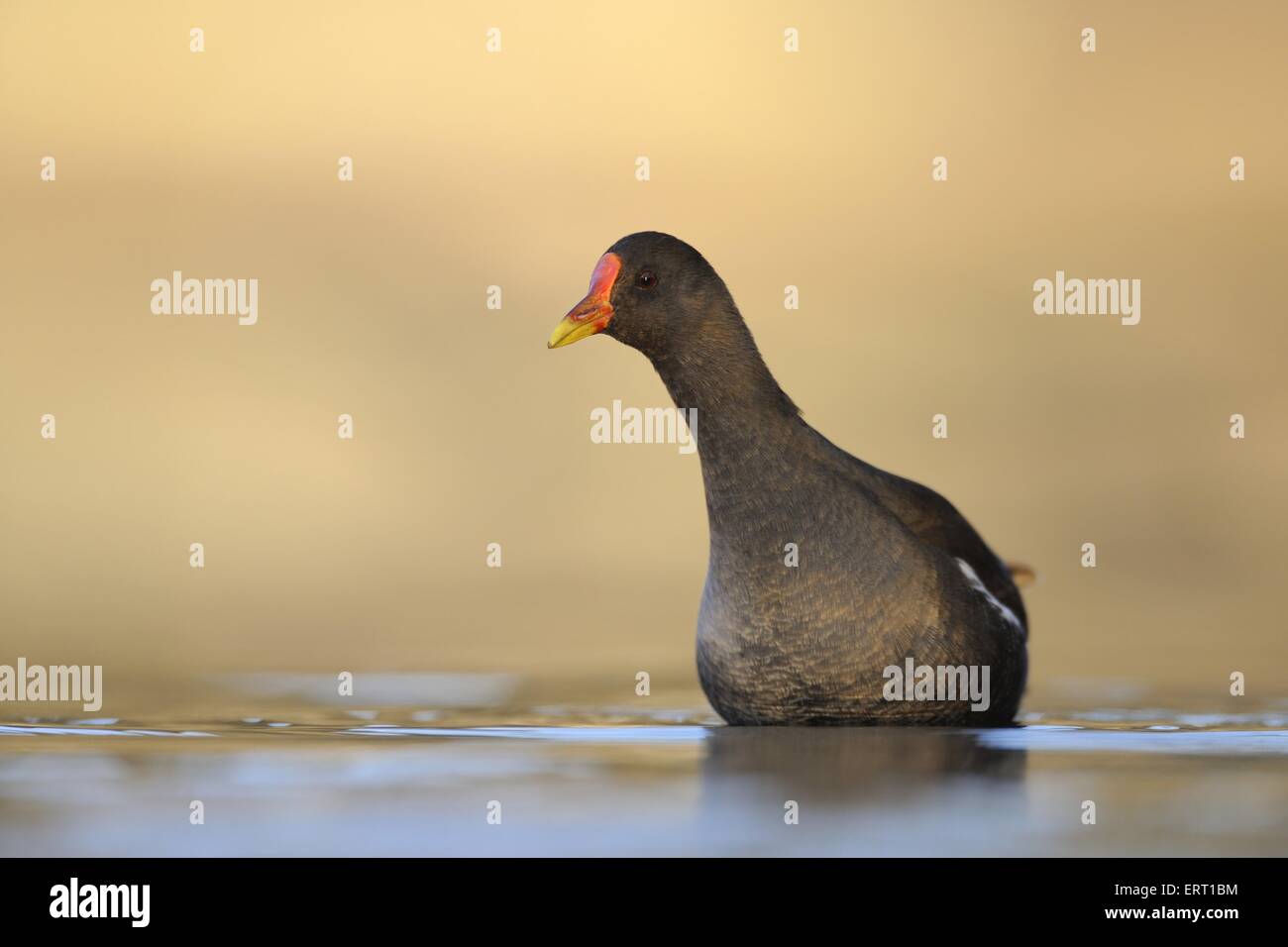 gemeinsame gallinule Stockfoto