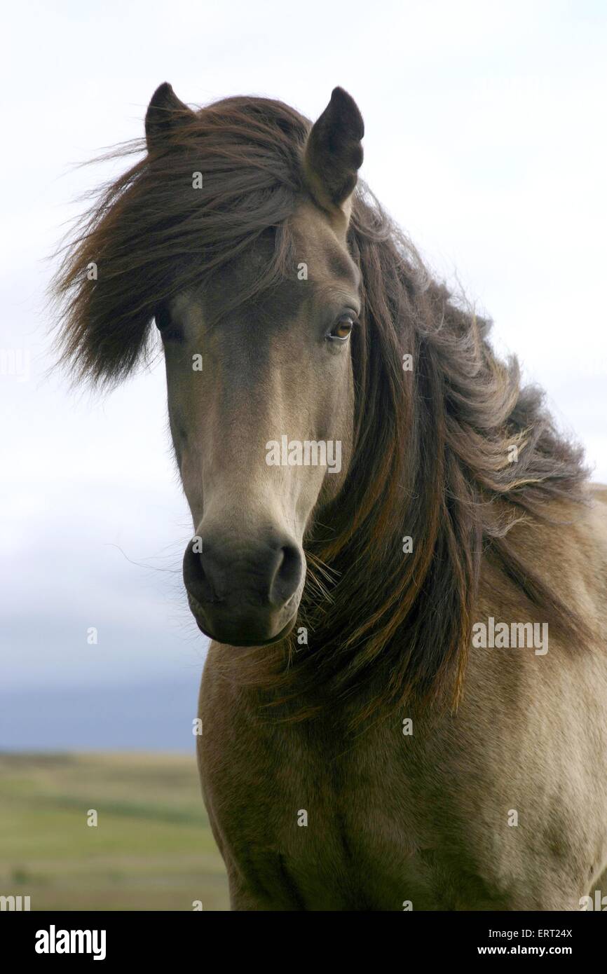 Islandpferd Portrait Stockfoto