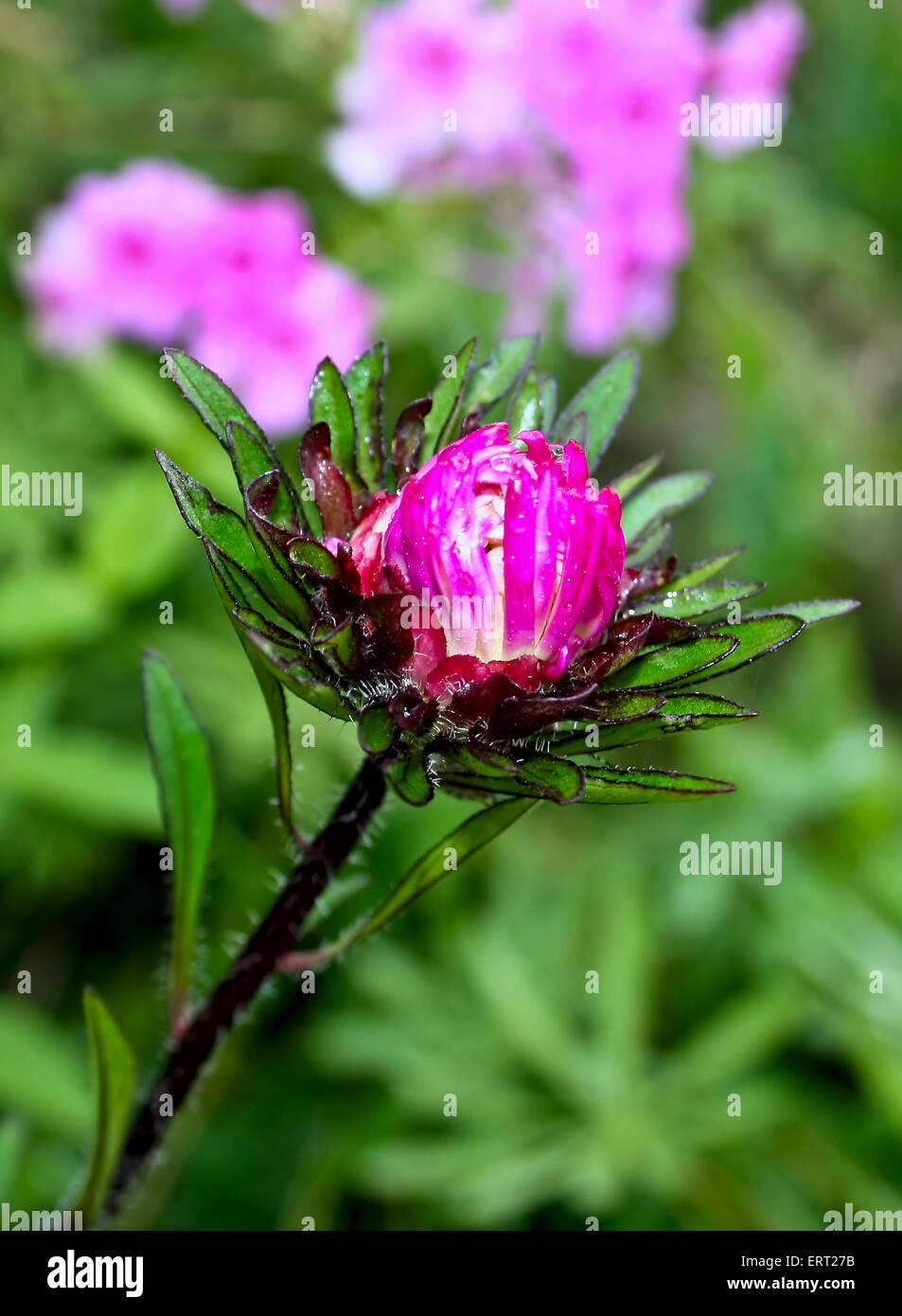 Burgund Farbe des jungen Blütenknospe aster Stockfoto