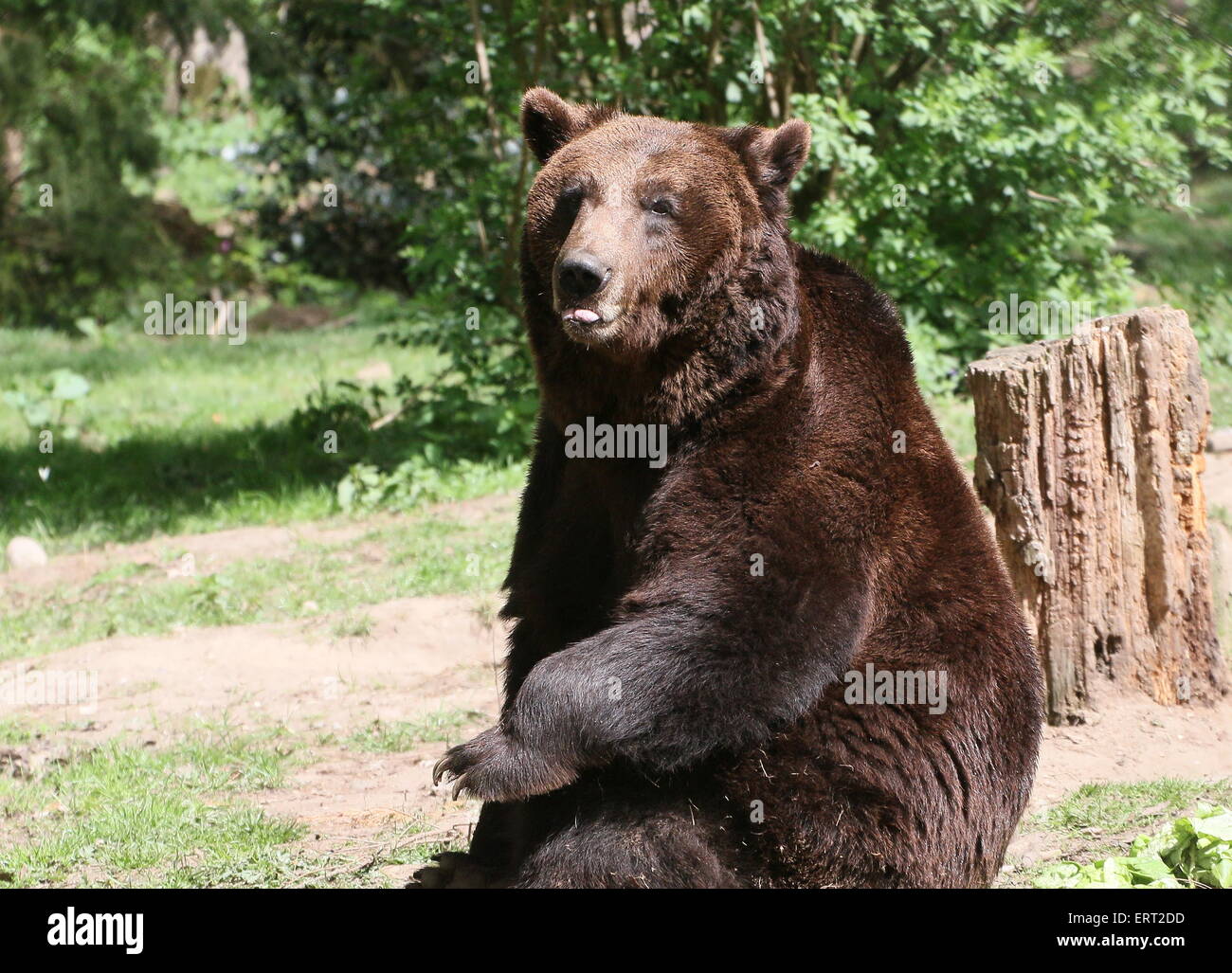 Männliche eurasischen Braunbären sitzt auf seinem Rücken Stockfoto