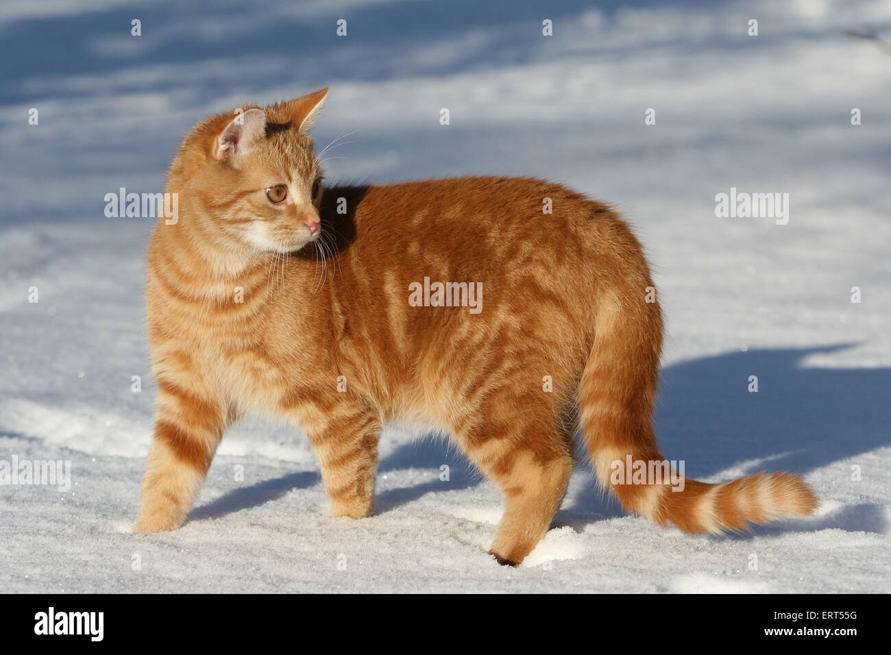 Roter Kater im Schnee Stockfotografie Alamy