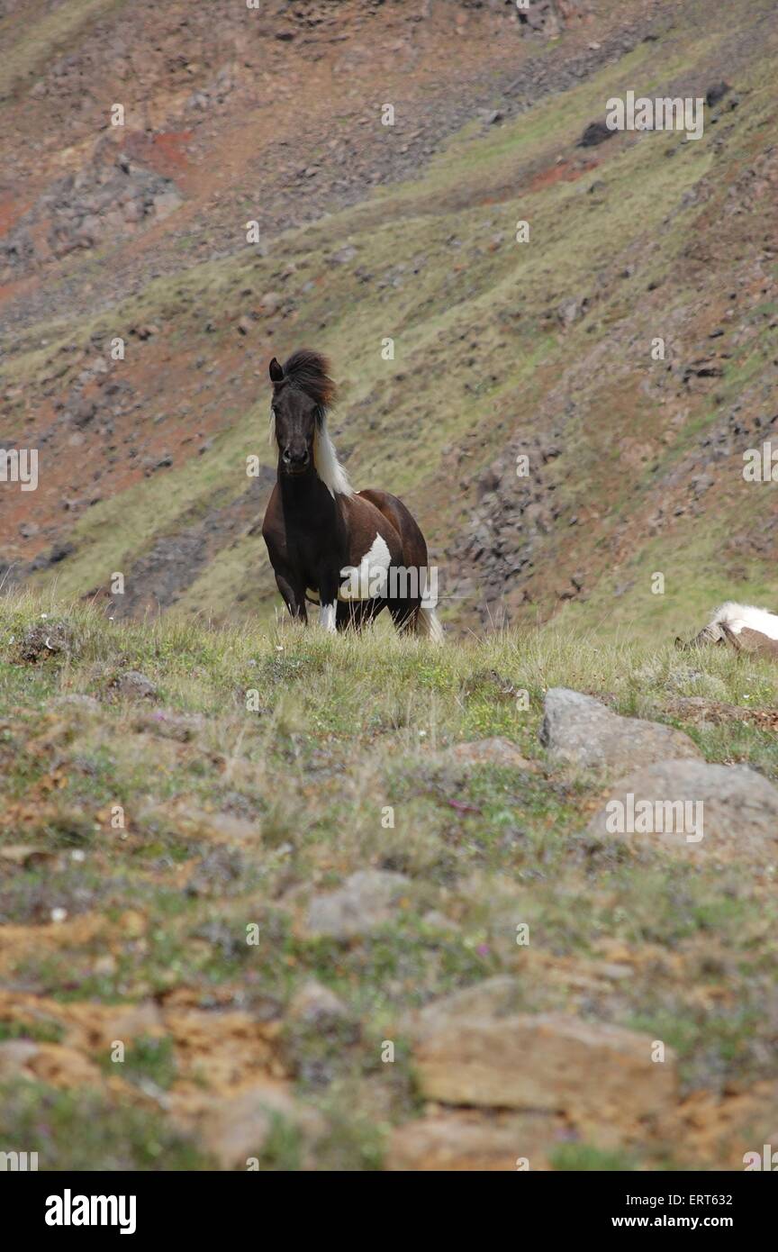 Islandpferd Stockfoto