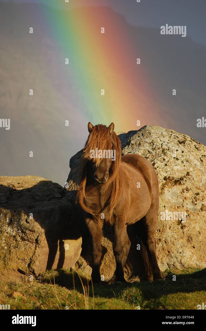 Islandpferd Stockfoto