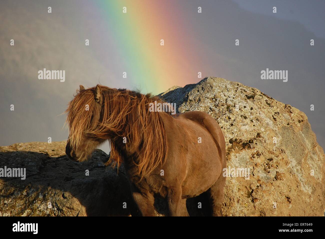 Islandpferd Porträt Stockfoto