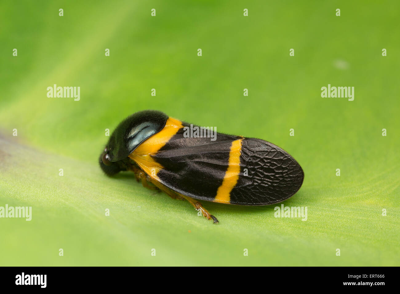 Cercopidae sind die größte Familie der Cercopoidea, einer Xylem