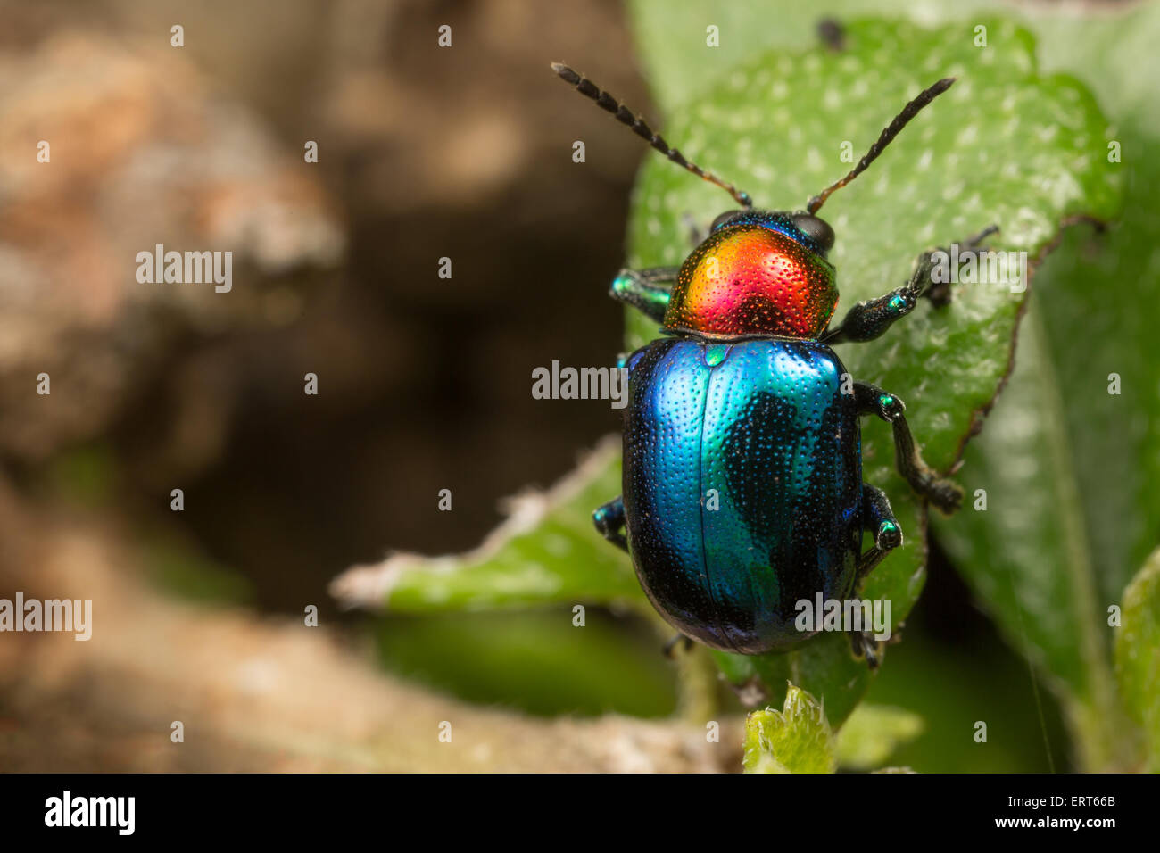 Crysomelidae, Getreidehähnchen. Huai Kha Khaeng Wildlife Sanctuary, Thailand. Stockfoto