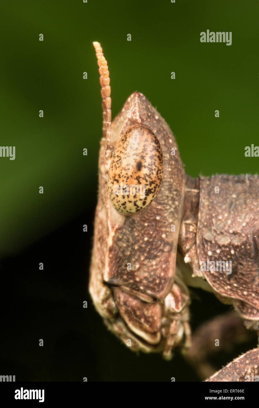 Gesicht einer Eumastacidae Heuschrecke. Chaloem Phrakiat Thai Prachan