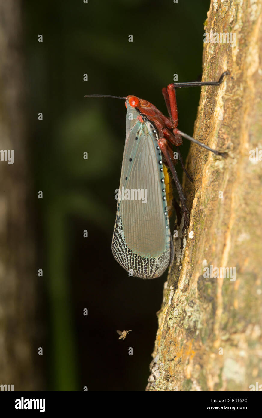 Kalidasa nigromaculata Fotos und Bildmaterial in hoher Auflösung Alamy