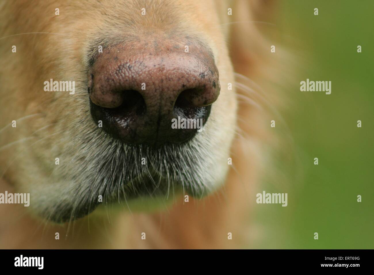 Hund Nase Stockfoto