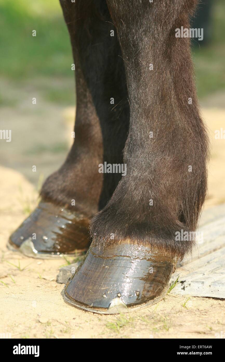 Islandpferd Hufen Stockfoto