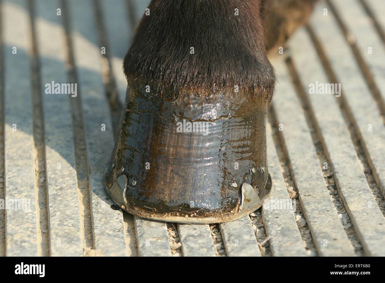 Islandpferd HUF Stockfoto