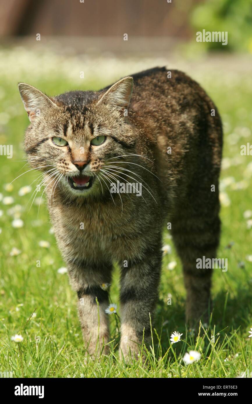 Hauskatze Stockfoto