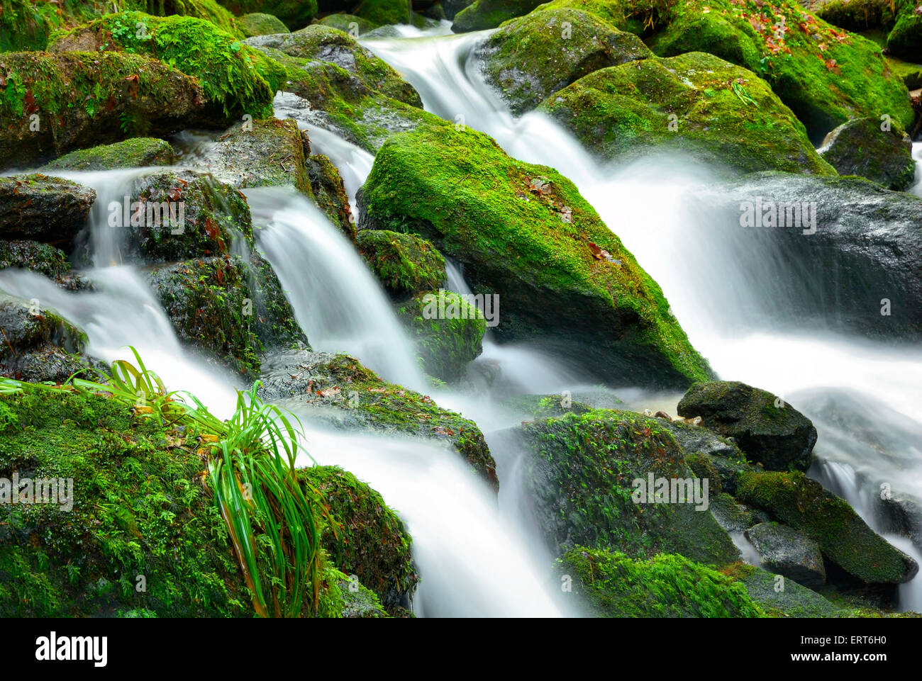 Mountain Creek Kaskade mit frischem grünem Moos auf den Steinen, Langzeitbelichtung für weiches Wasser-look Stockfoto