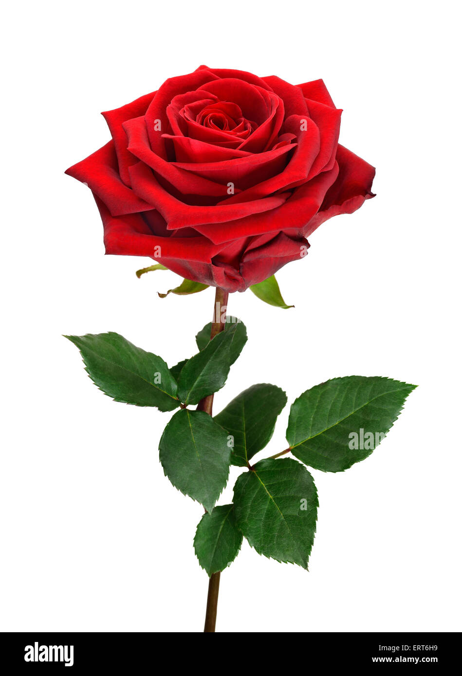 Voll blühte, perfekte rote rose mit Stengel und Blätter auf reinen weißen Hintergrund Stockfoto