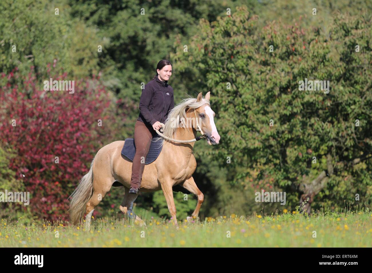 Frau reitet Paso Fino Stockfoto