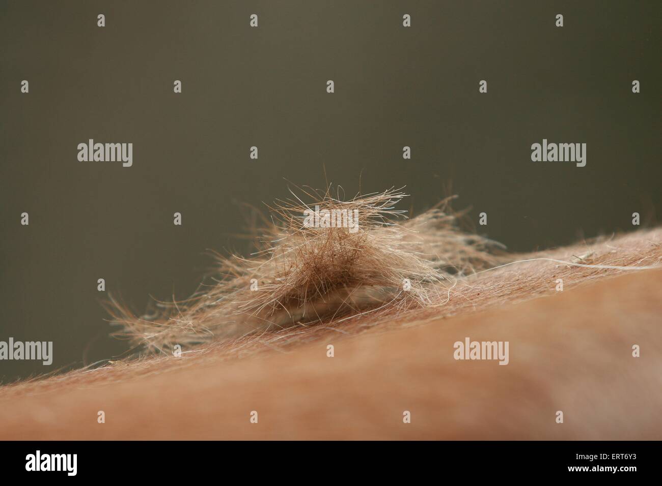 lose Haare Stockfoto