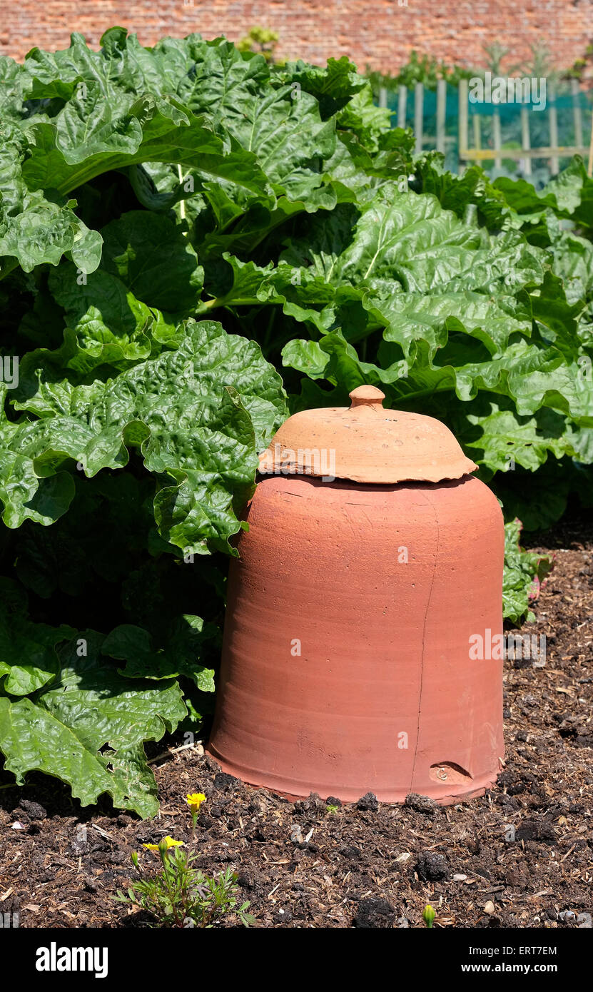 alten viktorianischen Rhabarber Forcer im Garten Stockfoto