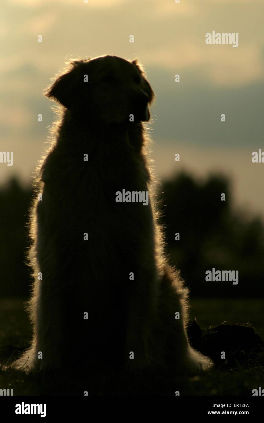 Golden Retriever im Abendlicht Stockfoto