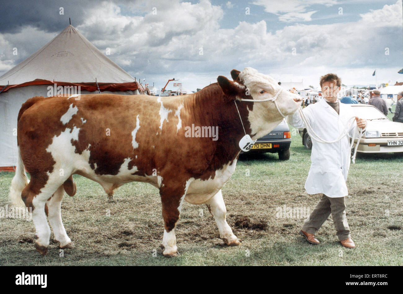 North Yorkshire Landwirtschaftsausstellung. Peter Goldsbrough, der Yafforth Lodge, Northallerton, mit seinem 1. Preis gewinnende Simmental Bull. 23. Juni 1990 Stockfoto