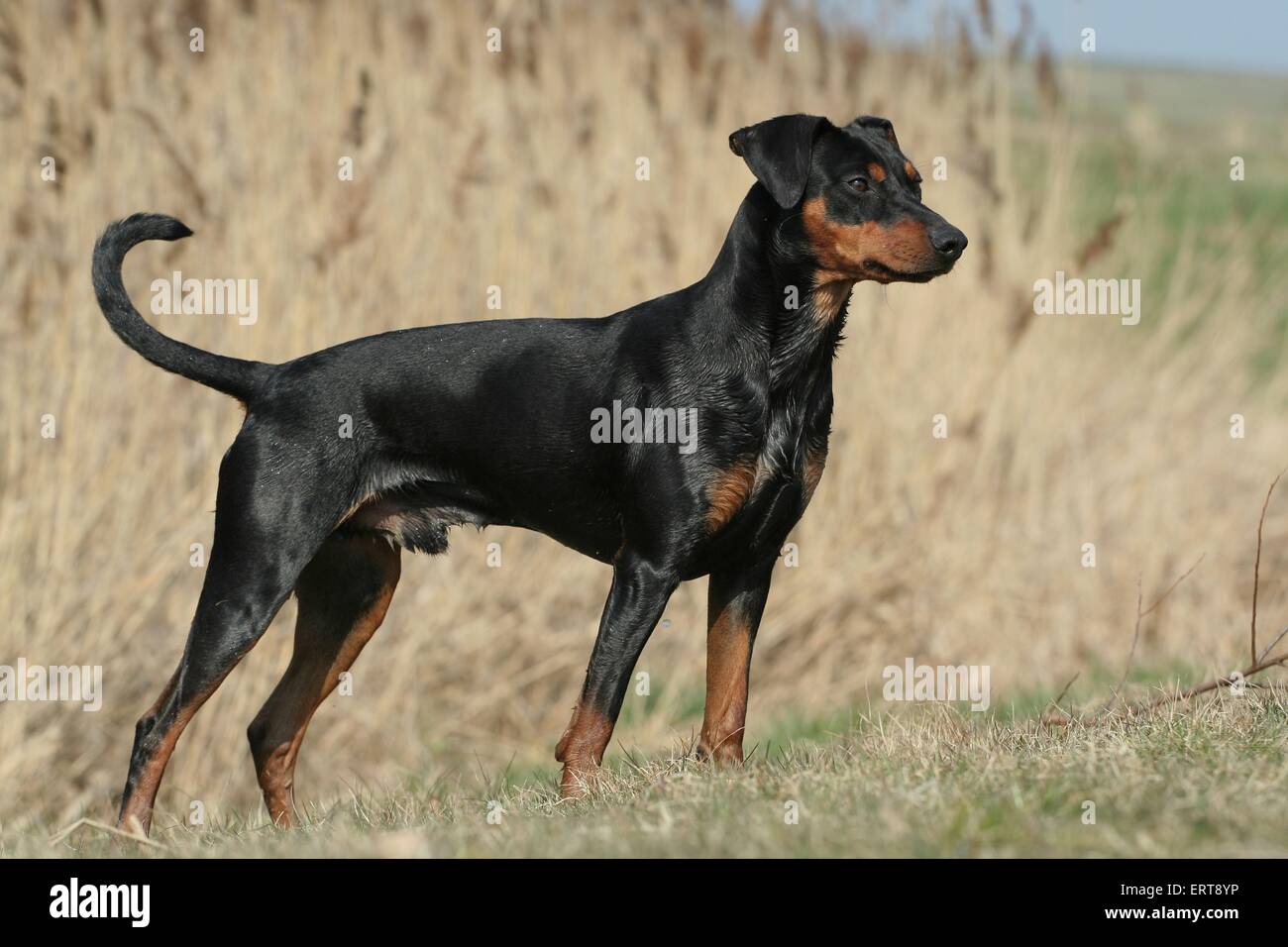stehende Deutsche Pinscher Stockfoto