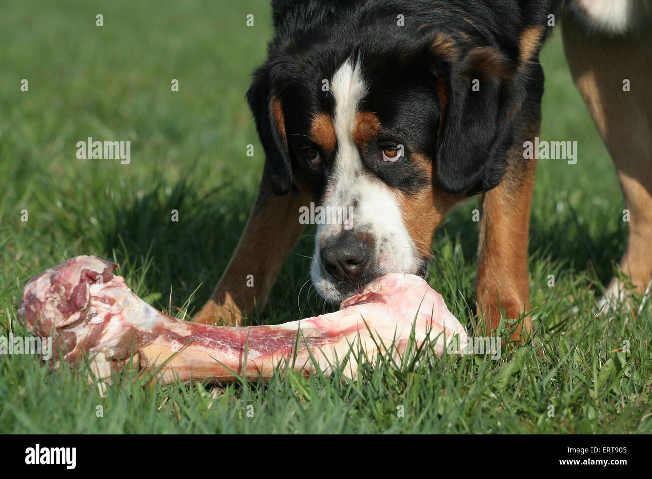 Großer Schweizer Sennenhund Stockfoto