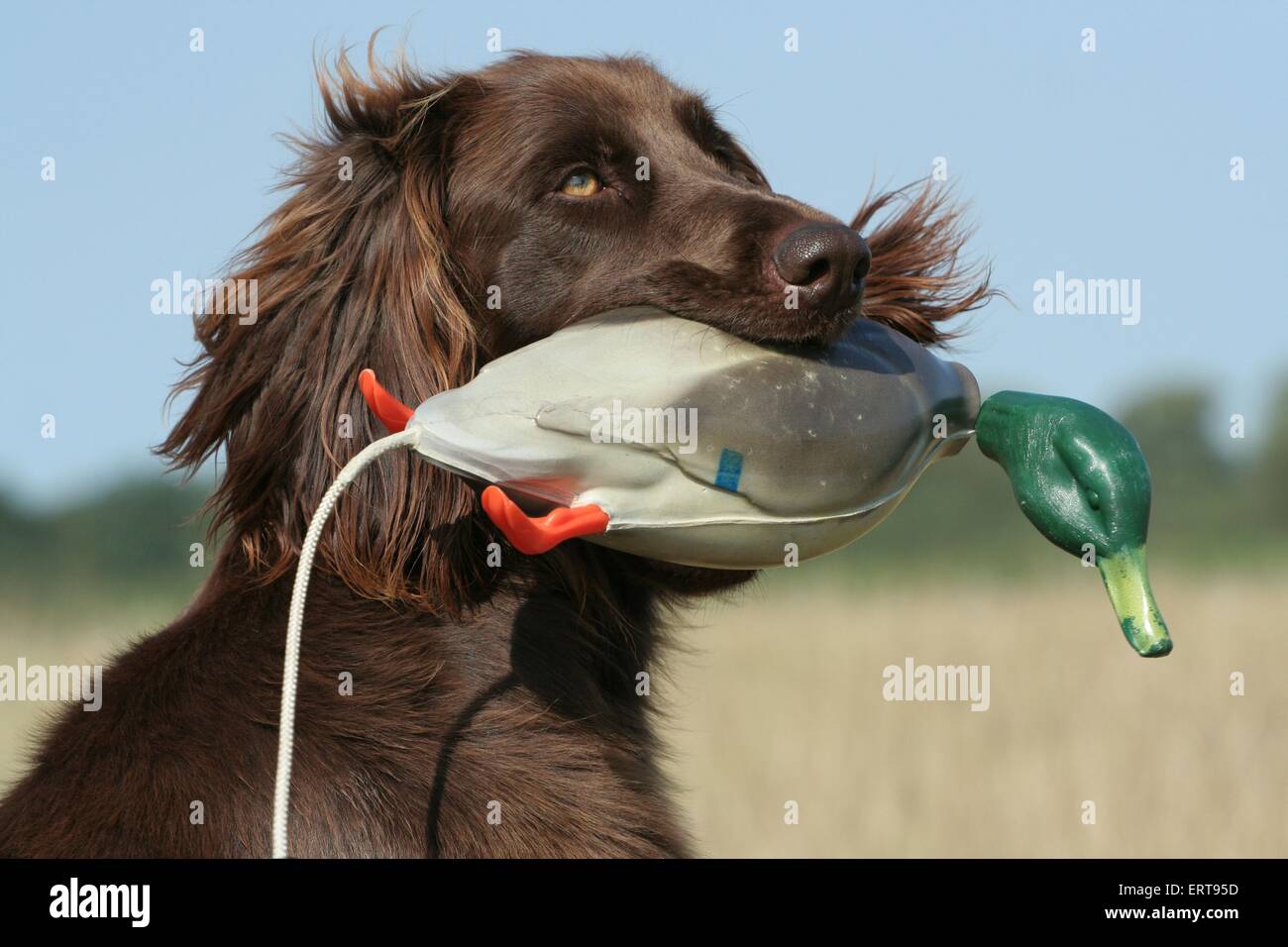 Deutsch Langhaar Zeiger Stockfoto