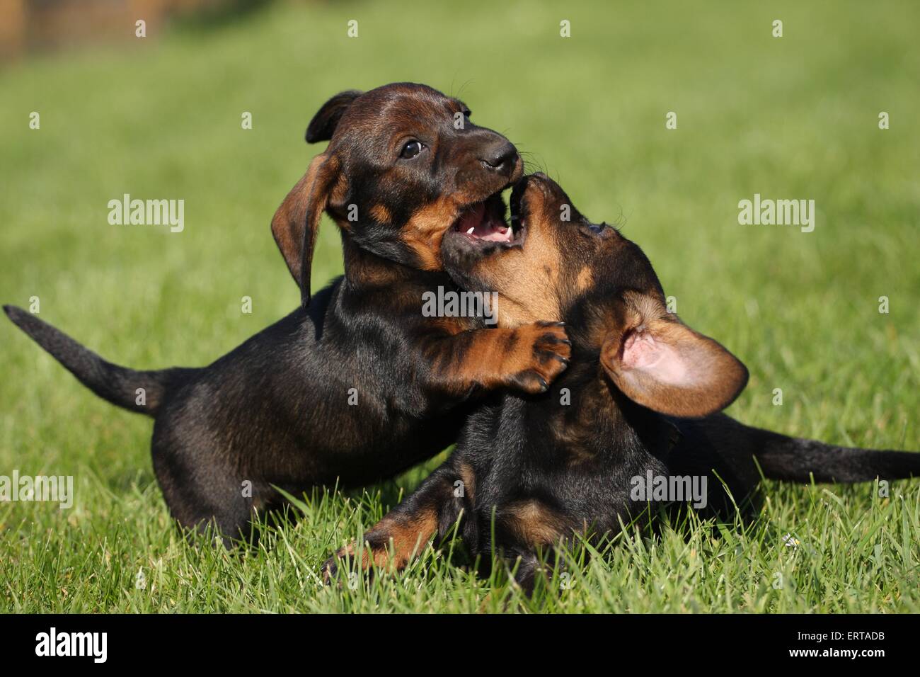 Rauhaar Dackel Welpen Stockfoto