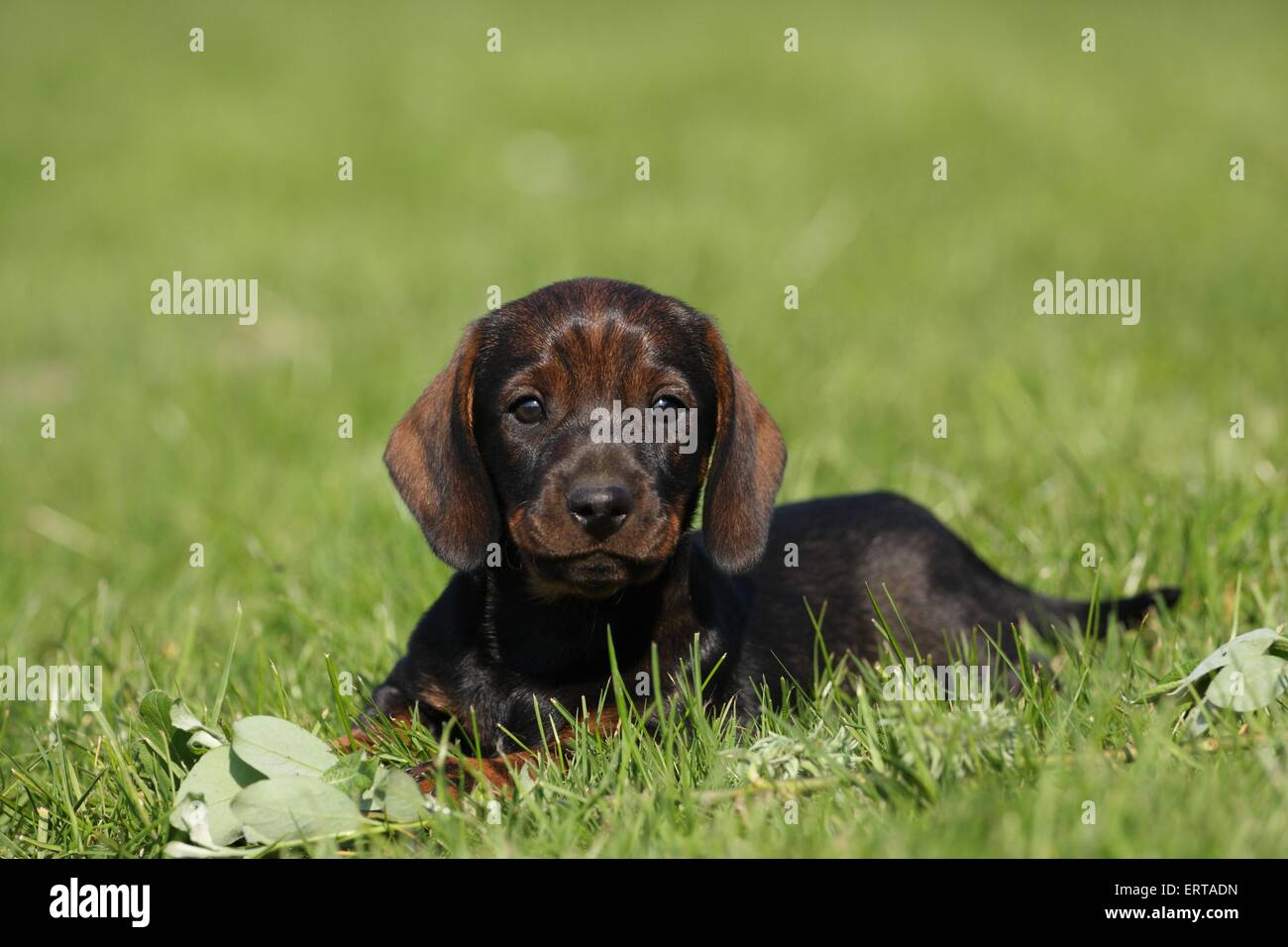 Rauhaar Dackel Welpen Stockfoto