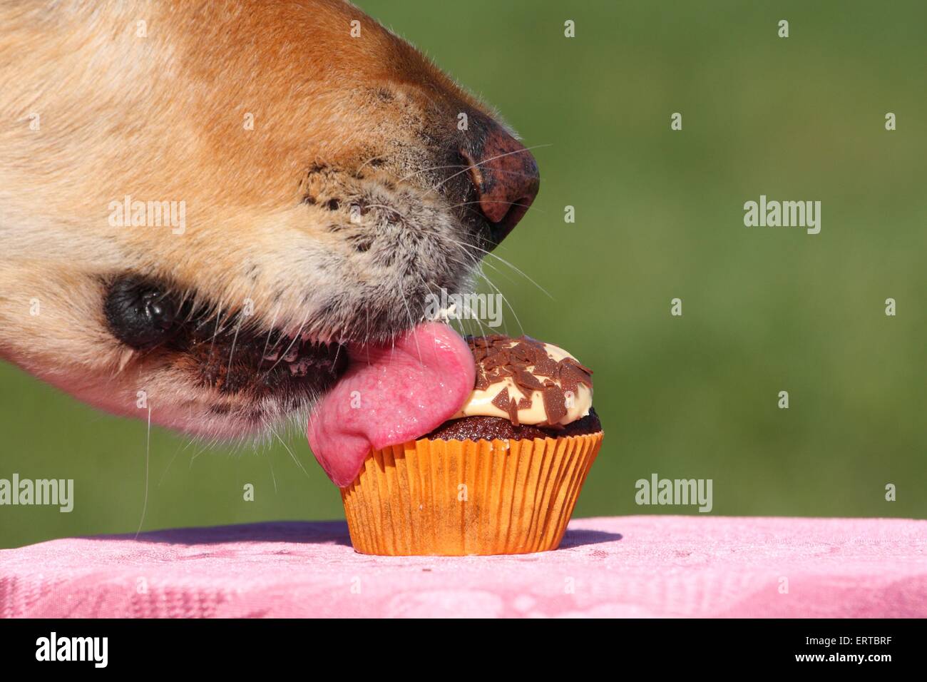 Golden Retriever frisst Kuchen Stockfoto