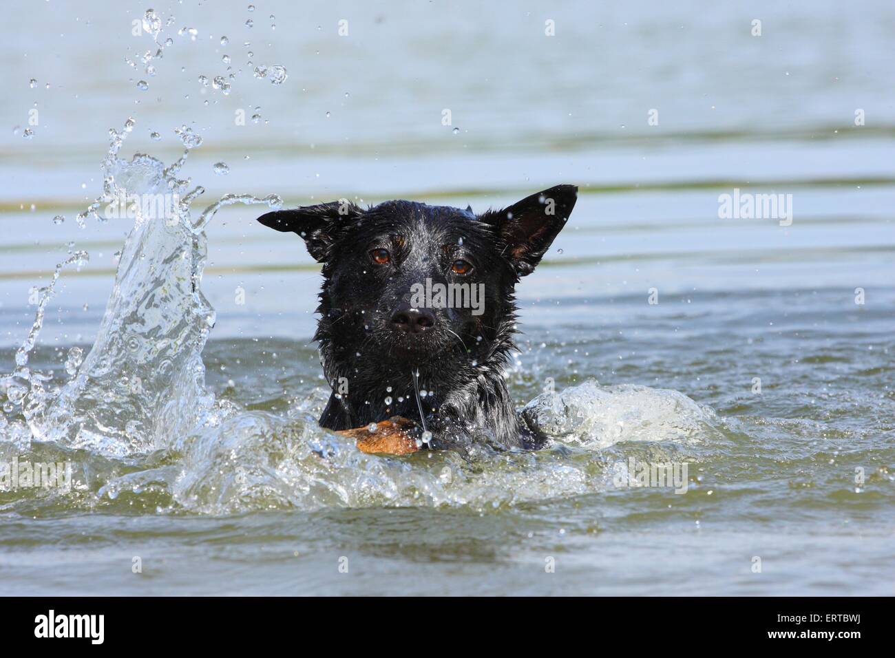 Australian Cattle Dog schwimmen Stockfoto