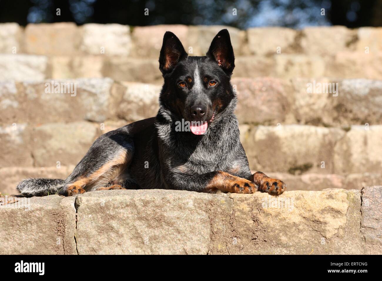 Australian Cattle Dog liegend Stockfoto