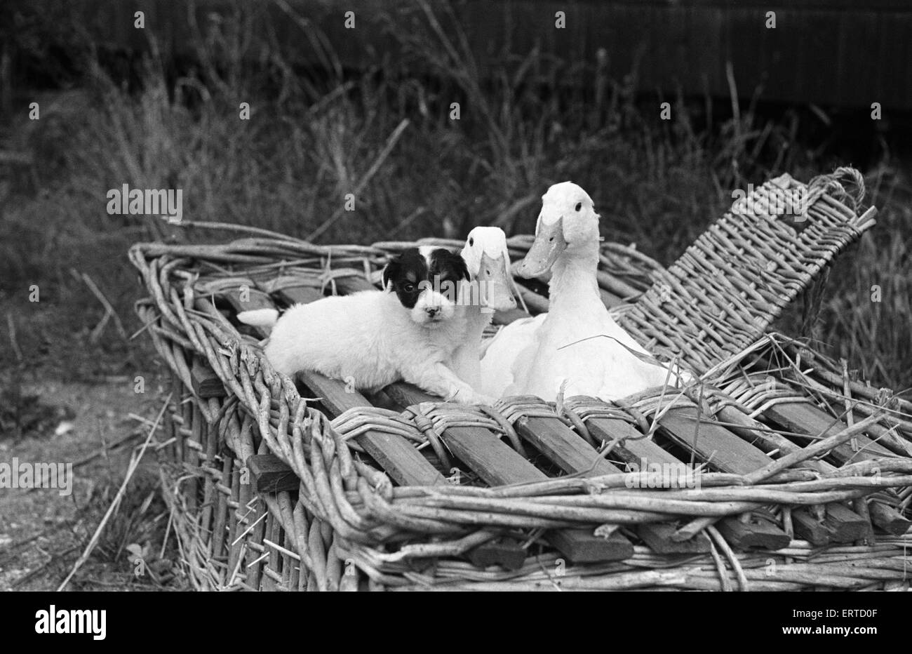 Zwei Gänse und ein Hündchen in einem Weidenkorb auf einem Haustier Bauernhof in Ipswich, Suffolk. Ca. 1945. Stockfoto