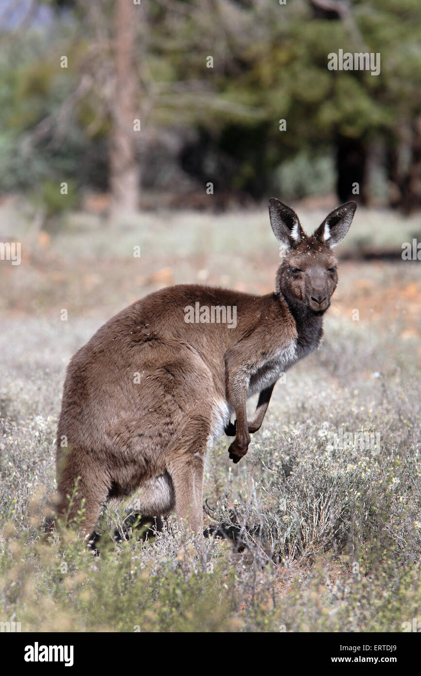 Känguru. Wilpena Pound, Flinders Ranges, South Australia. Stockfoto