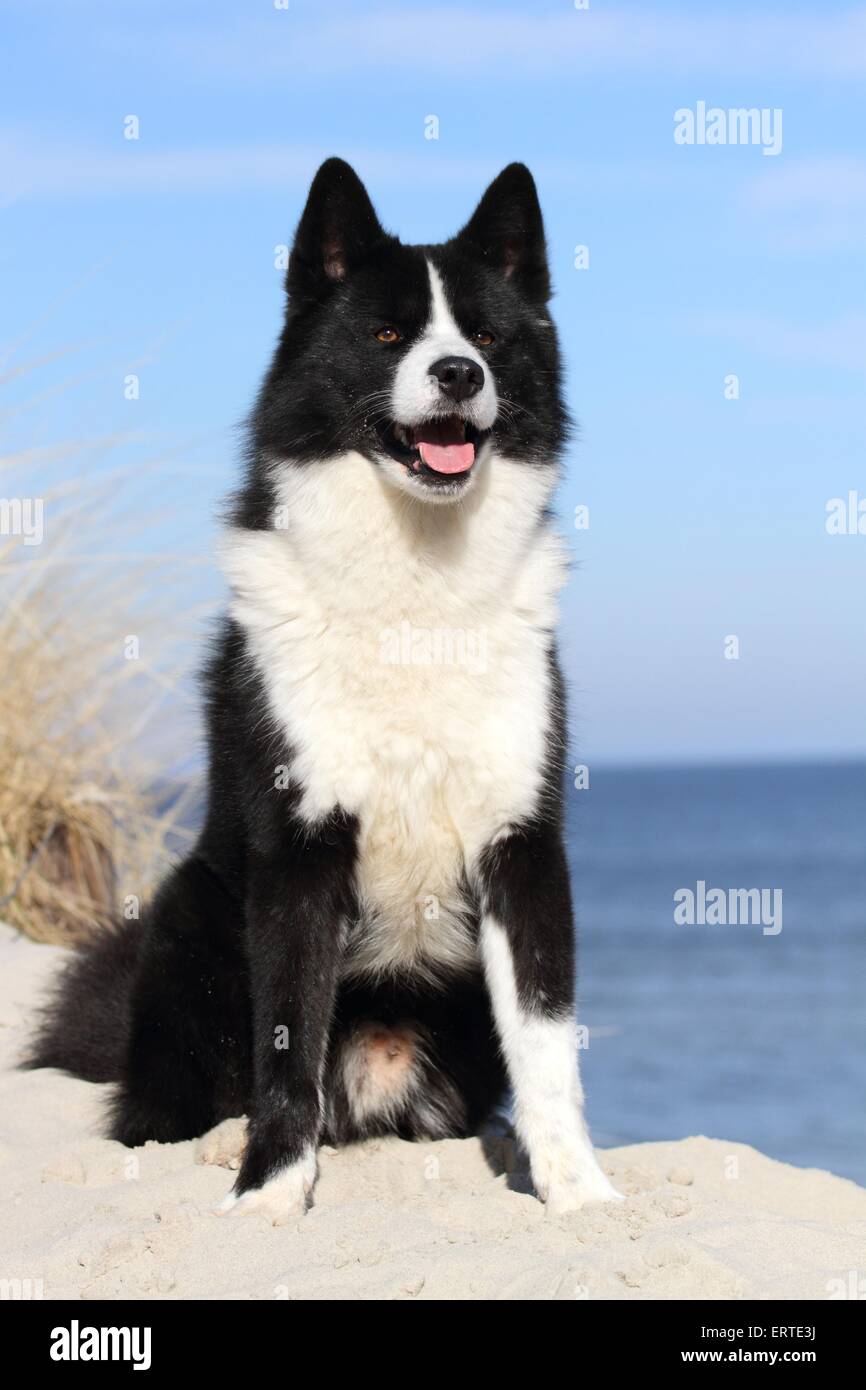 Karelischer Bär Hund sitzend Stockfoto